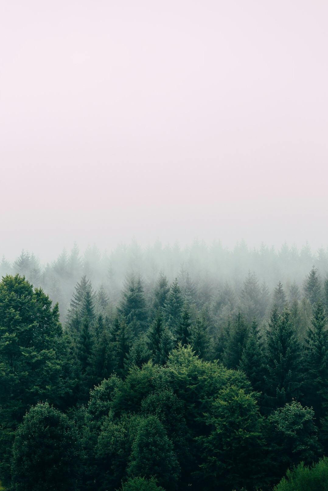eerie foggy forest