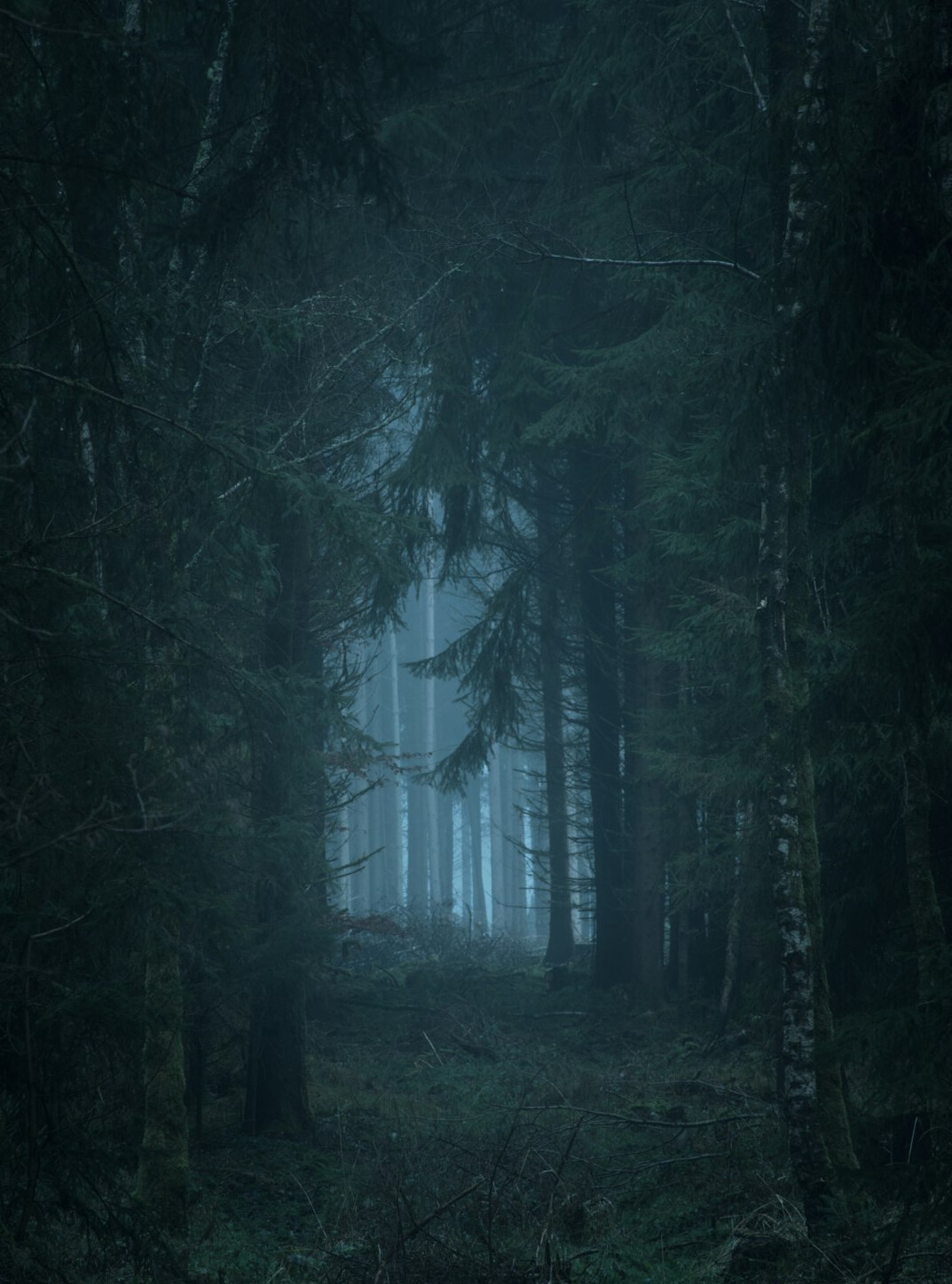 eerie foggy forest
